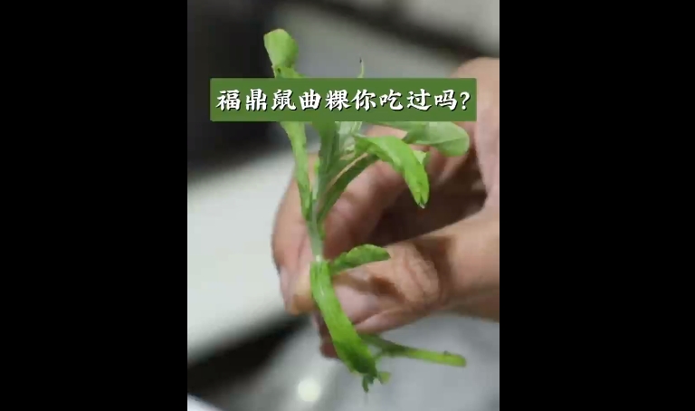 “春日限定”美食上線！福鼎鼠曲粿你吃過嗎？