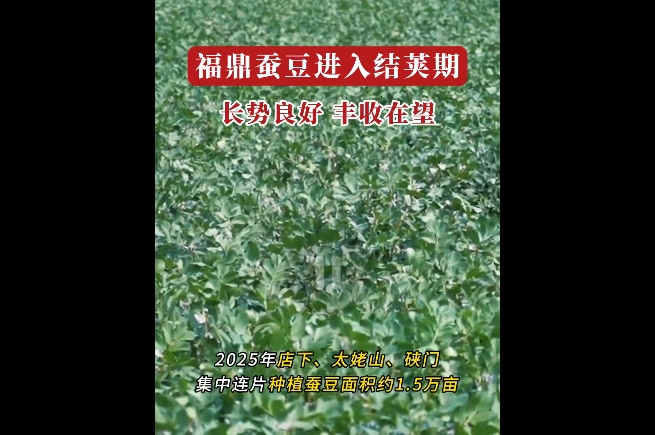 福鼎蠶豆進入生長的關鍵結莢期，預計4月中旬左右即可進入收割期
