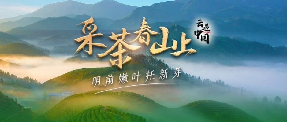 央廣網正在直播丨畬歌悠揚喊山來，福鼎白茶中國甜