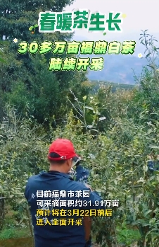 春暖茶生長，30多萬畝福鼎白茶陸續開采