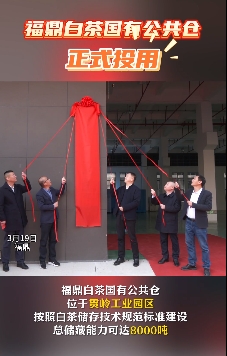 3月19日，福鼎白茶國有公共倉正式揭牌投用，多家知名茶企已入駐