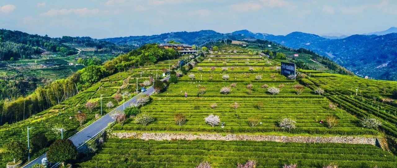 我上茶山，約你賞花