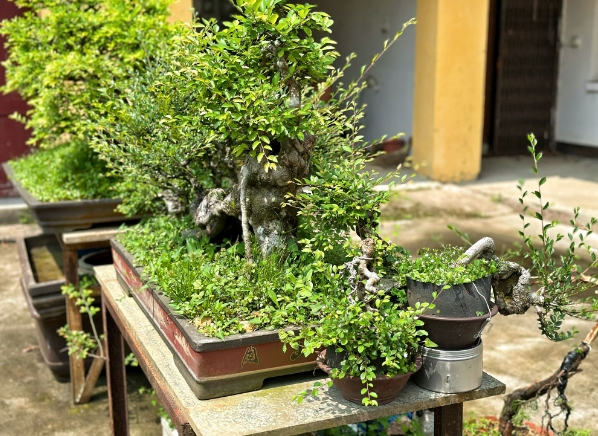 “農(nóng)業(yè)+藝術(shù)” 蹚出振興新道路