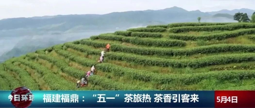 央視關(guān)注！“五一”假期，福鼎茶旅熱又“出圈”了！