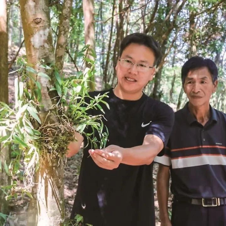 總產值近6億元，惠及7200戶農戶！福鼎林下“遍地開花”