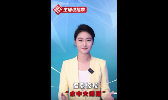 《主播說福鼎》第五十八期：福鼎驚現(xiàn)“水中大熊貓”